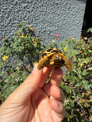 Sri Lankan Star Tortoise