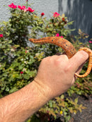 Red Salt Marsh Water Snake Adult Female