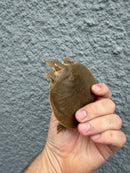 Smooth Softshell Turtle Baby Female