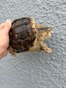 Hypomelanistic Common Snapping Turtle 2024