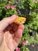 Albino Yellow Bellied Slider Turtle Female