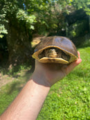 Sumatran Asian Box Turtle Adult Trio (Cuora amboinesis kamaroma)