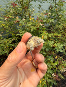 Hypomelanistic Common Snapping Turtle 2026