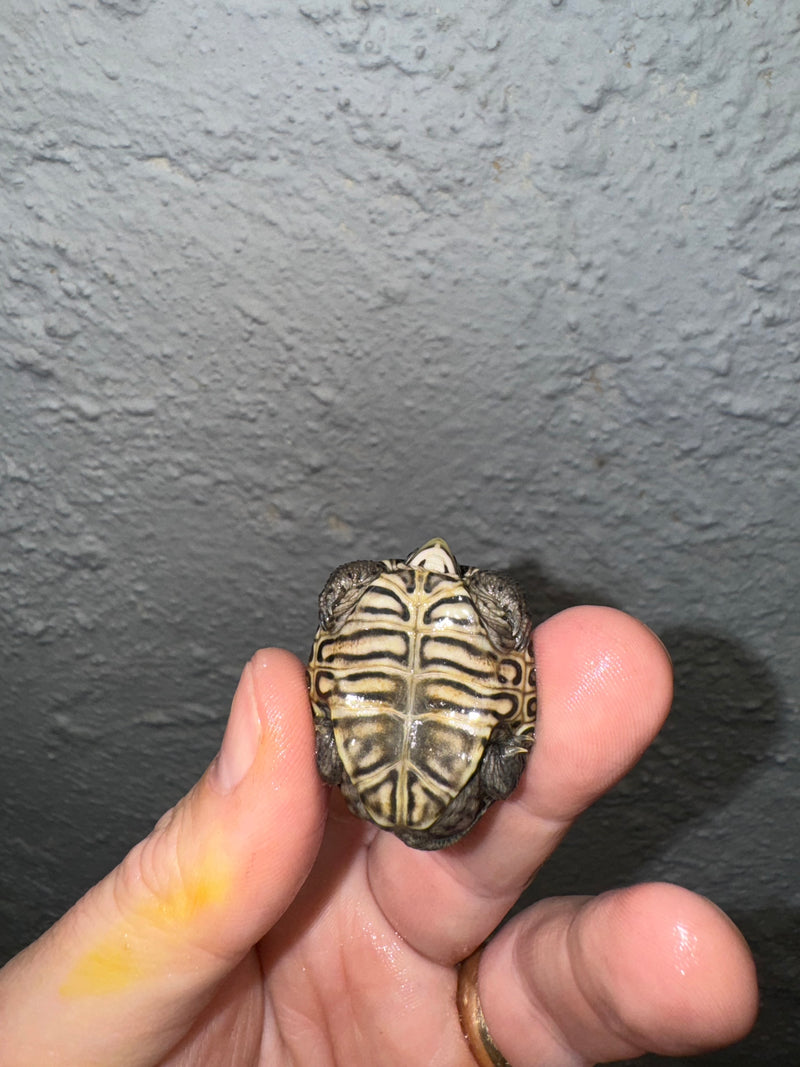 Hi White Concentric Diamondback Terrapin 2024