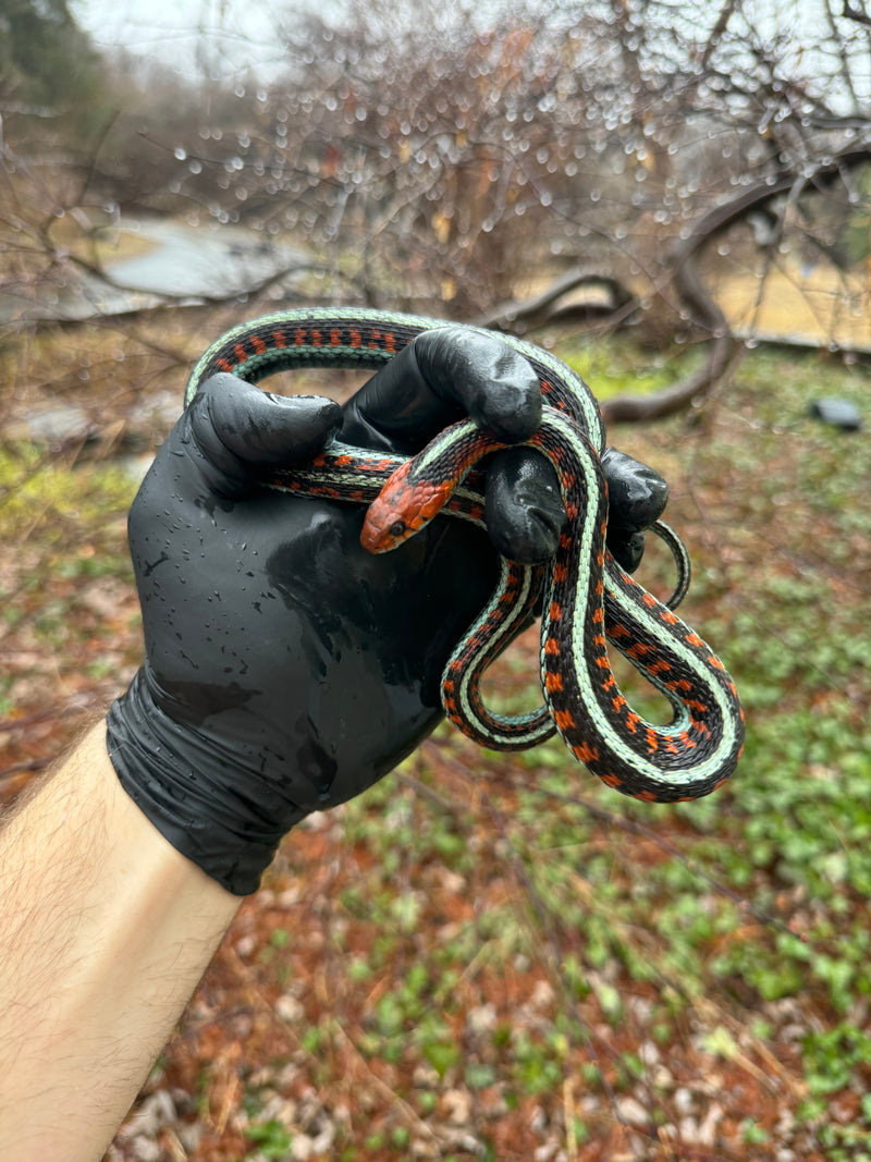 California Red-sided Garter Snake Adult Female