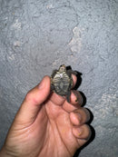 Hi White Concentric Diamondback Terrapin 2024