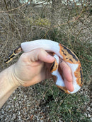Hi White Pied Ball Python Female