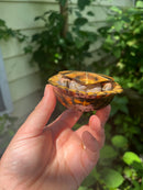 Gulf Coast Box Turtle 2021 Female