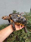 Red Foot Tortoise Adult Male