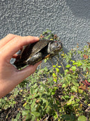 Franco-Italian Pond Turtle Adult Male