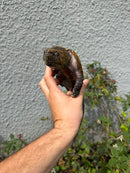 Chinese Big Head Turtle Adult Male
