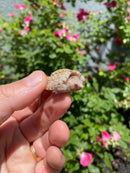 Albino Florida Snapping Turtle 2026