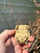 Leopard Tortoise 2024