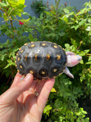 Ornate Diamondback Terrapin Female