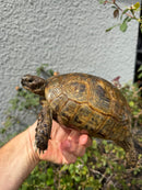 Mesopotamian Greek Tortoise Adult Female