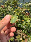 Pastel Clown Red Eared Slider Turtle