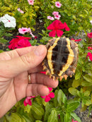 Hi Orange Vietnamese Black Breasted Leaf Turtle Baby