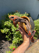 Red Foot Tortoise Adult Male