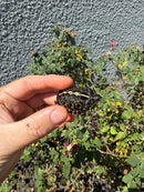 HI YELLOW Florida Box Turtle