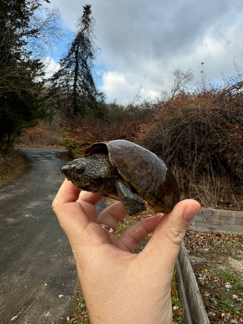 Stripe-necked Musk Turtle Adult Pair