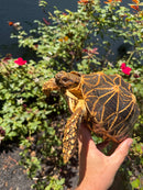 Sri Lankan Star Tortoise 2010