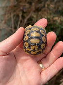 Leopard Tortoise 2024