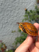 Bourret's Flowerback Box Turtle 2026
