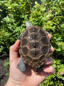 Adult Northern Diamondback Terrapin Male