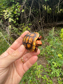 Cherrybomb Red Foot Tortoise Baby 2025