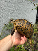Mesopotamian Greek Tortoise Adult Female