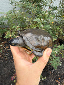 Franco-Italian Pond Turtle Adult Male