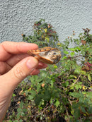 Hypo Stripe-necked Musk Turtle SUB Adult Female