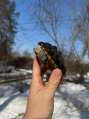 Ornate Diamondback Terrapin Male