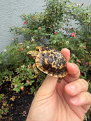 Pancake Tortoise Baby 2026