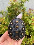 Ornate Diamondback Terrapin Female
