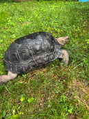 Burmese Black Mountain Tortoise Female