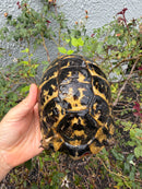 Mesopotamian Greek Tortoise Adult Male