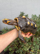 Red Foot Tortoise Adult Male