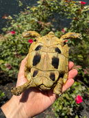 Eastern Hermann's Tortoise Adult Female