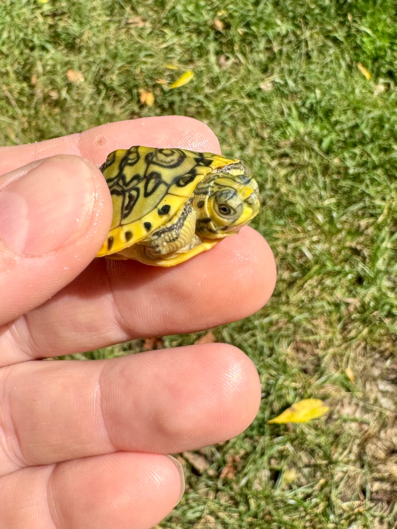 Pastel Clown Yellow Bellied Turtle 2024 (Trachemys scripta)