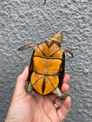 Red Cheeked Mud Turtle Adult Trio
