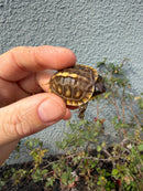 Hi Color Eastern Box Turtle Baby
