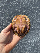 Razor backed Musk Turtle CB Adult Trio