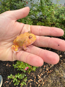 Mutant  Pacman Frog