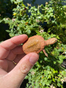 Hypo Peach Geoffroy's Sideneck Turtle