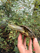 Spanish Pond Turtle Adullt Pair