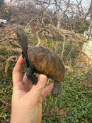 Japanese Pond Turtle Adult Female