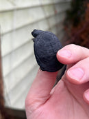 East African Mud Turtle Babies (Pelusios castanoides)