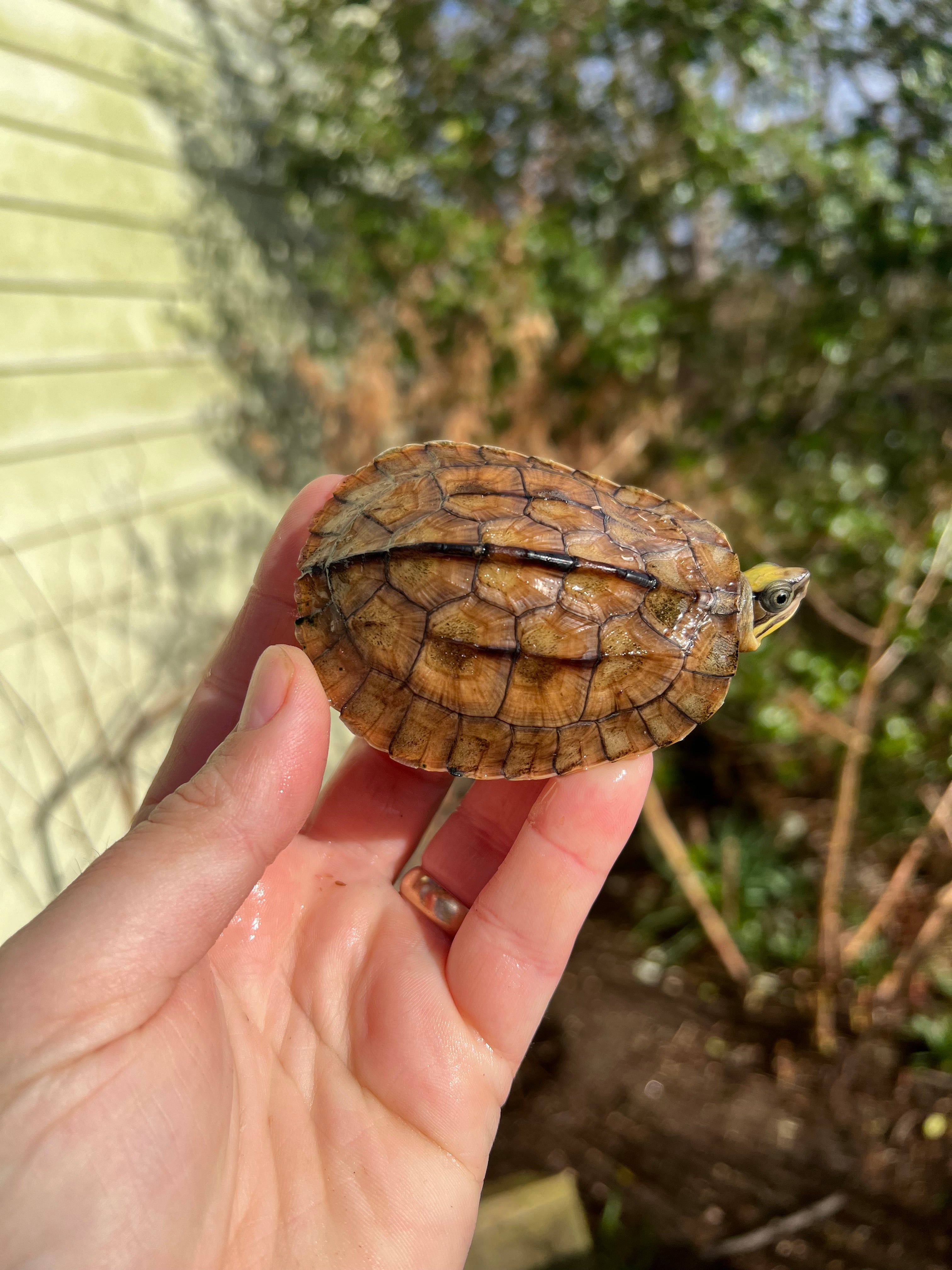Golden Coin Box Turtle For Sale | American Reptile Distributors