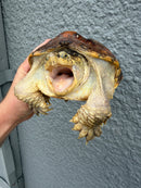 Hypomelanistic Common Snapping Turtle 2024